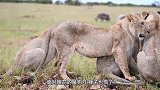 动物：小狮子外出被鬣狗盯上，无路可逃