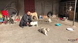 中亚猎狼犬下崽了，现在还能抱着玩，两月后就成大体型猛兽了