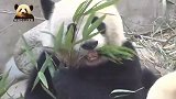 熊猫团子无忧无虑当吃货，争取让自己更可爱，更“膨胀”
