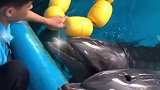 蓬莱八仙过海度假区 小海豚 六一儿童节快乐