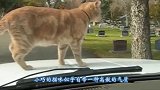 猫咪欺负刺猬，一屁股坐在了刺猬身上，猫咪的反应太逗了