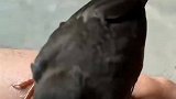 大腿上蜕皮，男子让鸟帮忙清理