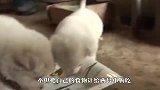 自家公狗偷回两只小狗宝宝，主人查探原因，被暖到了