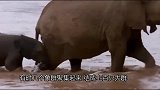 狮子攻击大象宝宝，大象带兄弟杀过来，狮子下一秒立马就后悔了！