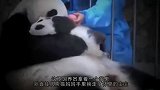 饲养员要写字，熊猫宝宝秒变桌子，小团子：放开我，我可是国宝