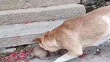 小奶狗奄奄一息，流浪狗妈妈拼了命也要把小奶狗带回家