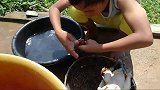 农村小屁孩：今天烹饪可乐鸡，看这厨艺有模有样，吃得真香