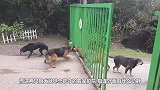 狼犬隔着铁门和一群土狗对骂，主人打开了铁门，气氛瞬间尴尬了
