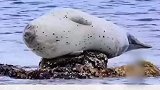 海豹搁浅石头上头尾悬空，贵妇躺练武姿势略微吃力