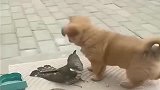 家里飞来一只小鸟，没想到小奶狗赶紧过来挑衅，奶凶奶凶的！