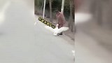 大鹅不服气，非要战大爷