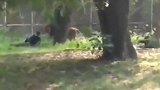 印度醉酒男跳进狮栏 面面相觑后狮子放弃“尊严”，愉快玩耍