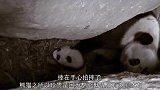 大熊猫向游客炫耀苹果，结果却被二货一嘴吞了，熊猫：气死朕了！