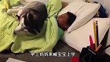 哈士奇叫主人起床，发现床真舒服就和主人一起睡了，果然是二哈