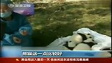 成都12只新生大熊猫宝宝国庆齐亮相