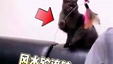 猫咪反客为主，真是风水轮流转啊