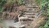 主人上山运输木材，狗狗帮主人分担一路支持