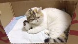 小猫出生的第九天，乐乐净稀罕它，天天搂着舔