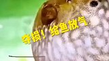 听说这鱼是刷鞋神器？