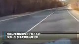 真“拦路虎”！男子开车时偶遇东北虎横穿马路