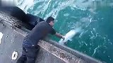 牛人戴手套拿鱼线徒手海中钓巨鱼_141224