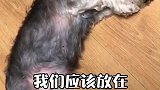 狗狗手术后护理