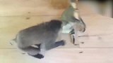 猩猩拽着猫咪，却被猫咪直接打了一下，真好玩！