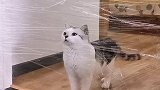 主人把门口粘上胶带，气的猫咪说出这话，可把主人笑坏了！