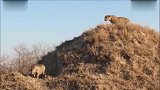 猎豹在疣猪洞口耐心埋伏待其远离洞口后一击捕杀