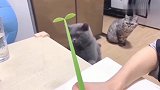 有了猫咪以后生活会变多搞笑？网友-这样的猫咪我也要！