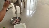 讲究！剪指甲的鸡爪搭配碎牛肉与鹌鹑蛋让比特犬享用