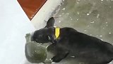 斗牛犬太天真了，竟敢去盘大老鳖，结果嘴巴被夹住了，疼的大叫！
