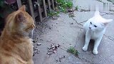 小白猫看见橘猫立马怒了，上前就是一掌：敢跟我抢主人