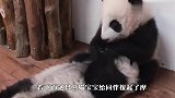 熊猫又来给同伴按摩了，下一秒让人万万没想到，太搞笑了