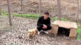 小伙制作的面包窖墙体都裂缝了，金毛说他技术不行，这是咋回事？