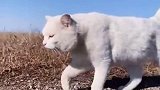 这就是草原上的猫王，下一秒拍到的画面，看完真是太震撼了