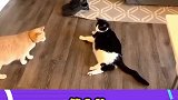 犹豫就会败北，肥猫不敢下嘴，我输了