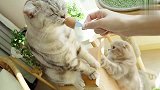 四只大肥猫吃冰激凌：这美味不敢相信！