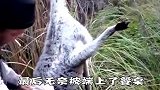 世界上最可怜的国宝,被当地人做成的食品出口