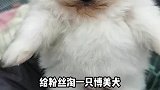 给粉丝淘一只700的博美犬博美