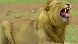 动物世界：狮子居然还能爬树捕猎