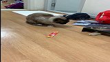 仓鼠：不知道主人咋想的，同时养猫和鼠，哈哈
