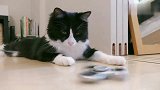 在猫咪面前玩指尖陀螺，猫主子一脸不屑：这也太小儿科了
