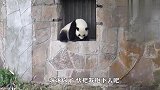 熊猫下不来求奶爸帮忙，谁知奶爸偏不帮，结局笑翻了
