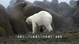 北极熊：打扰了