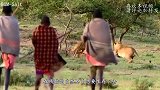 野猪贪吃钻进牛肚，6秒后绝望意外来临！野猪：兄弟一块“上路”
