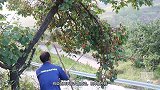 杏树上的杏子熟透了，风一吹就落下一大片，吃都吃不完！