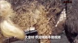 农夫家的猪失踪一个月后，怀着孕回来了，而产下的猪崽像绵羊
