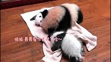 熊猫麻麻,救命啊,哥哥要谋杀我!太萌了