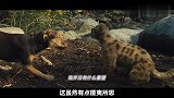 流浪狗救下一只小野猫，长大后才发现，它是一头美洲狮，冒险片